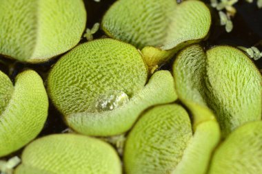 Dev Salvinia - Latince adı - Salvinia molesta