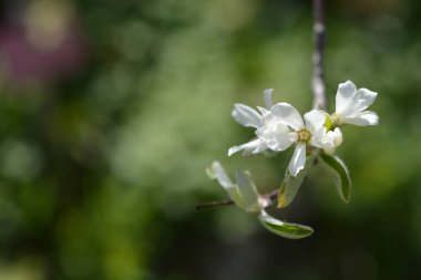 Karlı mespilus beyaz çiçeklerine yakın - Latince adı Amelanchier Ovalis
