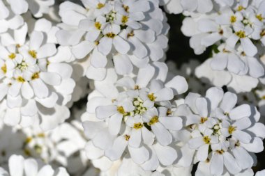 Evergreen Candy Schneeflocke - Latince adı - Iberis sempervirens Schneeflocke