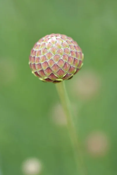 Gros Plan Sur Bourgeon Géant Fleur Gale Nom Latin Cephalaria — Photo