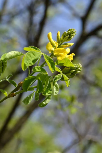 Dalmatiska Laburnum Gula Blommor Latinskt Namn Petteria Ramentacea — Stockfoto