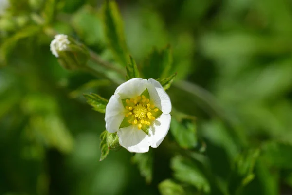 Roccia Cinquefoil Bellezza Bianca Nome Latino Potentilla Bellezza Bianca — Foto Stock