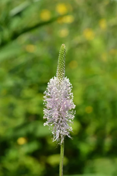 Hoary Plantain Λατινική Ονομασία Plantago Media — Φωτογραφία Αρχείου