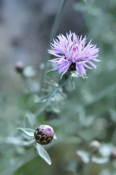 Croatian Endemic Cornflower Latin Name Centaurea Friderici Subsp Jabukensis — Stock Photo, Image