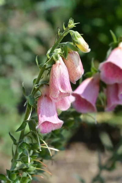 Strawberry Foxglove Summer King Pink Flowers Latin Name Digitalis Mertonensis — Stock Photo, Image