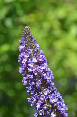 Yaz leylağı Mavi - Latince adı - Buddleja Daviddii İmparatorluğu Mavi