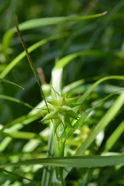 Szürke Sáska Latin Név Carex Grayi — Stock Fotó