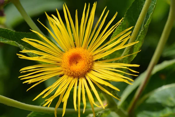 Giant Fleabane Flower Latin Name Inula Magnifica — Stock Photo, Image