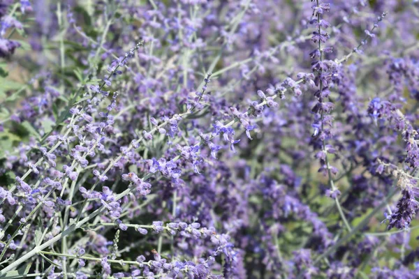 Sabio Ruso Nombre Latino Perovskia Atriplicifolia —  Fotos de Stock