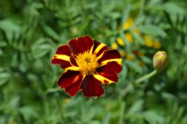 Caléndula Francesa Majestic Nombre Latino Tagetes Patula Nana Majestuoso —  Fotos de Stock