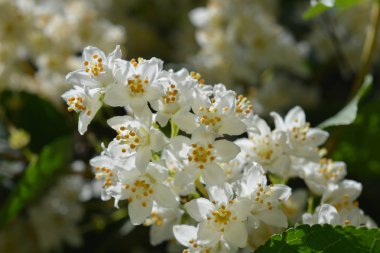 Fuzzy Deutzia Macrocephala - Latince adı - Deutzia scabra Macrocephala