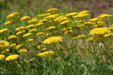 Altın tepsi çiçekleri - Latince adı - Achillea filipendulina Gold plakası