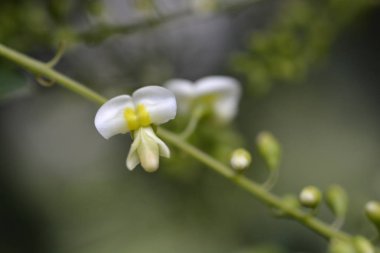 Ağlayan Japon pagoda ağacı - Latince adı - Sophora japonica pendula