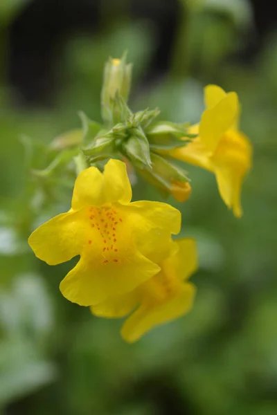 Detail Žluté Opičí Květiny Latinský Název Mimulus Luteus — Stock fotografie