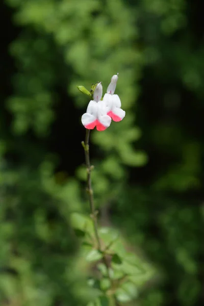 白色和红色婴儿鼠尾草 拉丁文名 沙门氏菌属 — 图库照片