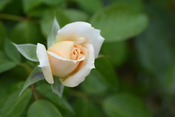 꽃봉오리 라틴어 Rosa Lions Rose — 스톡 사진