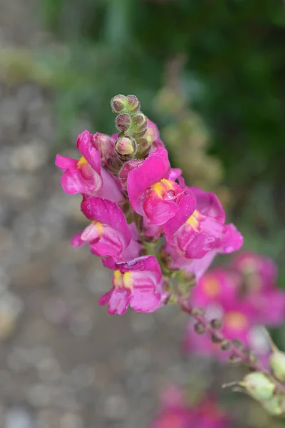 Snapdragon Flame Dark Pink Flowers Latin Name Antirrhinum Majus Flame — Stock Photo, Image