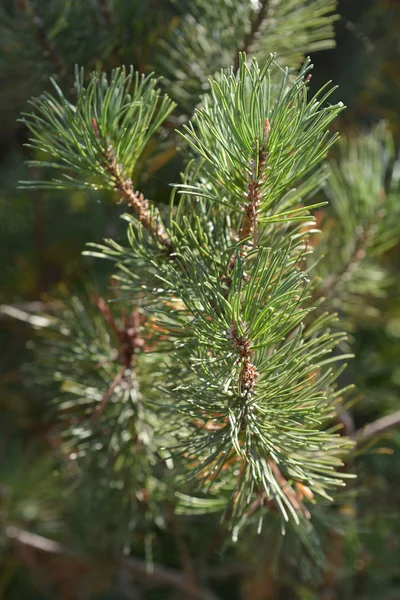 Карликовая Сосна Латинское Название Pinus Mugo — стоковое фото