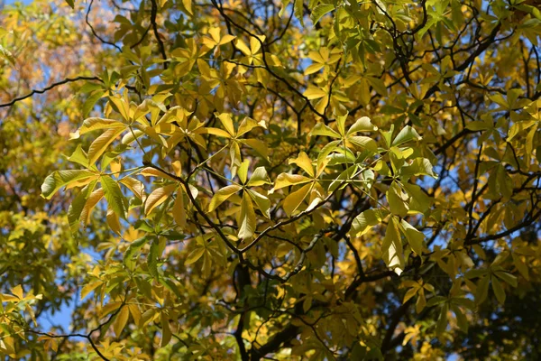 Żółte Liście Byka Nazwa Łacińska Aesculus Flava Aesculus Octandra — Zdjęcie stockowe