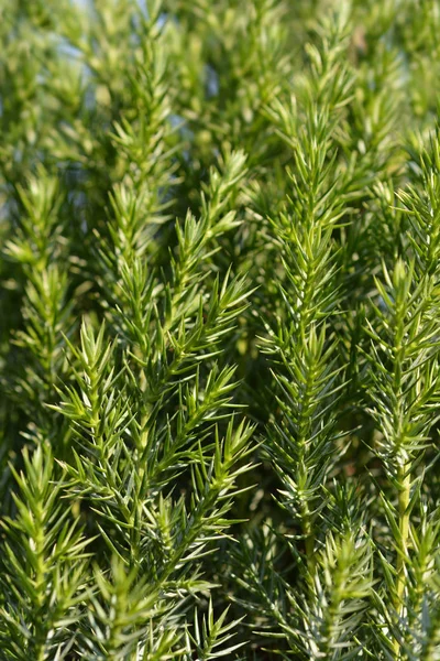 Chinese Juniper Stricta Latin Name Juniperus Chinensis Stricta — Stock Photo, Image