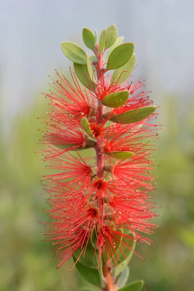 Scarlet Bottlebrush Latijnse Naam Callistemon Laevis — Stockfoto