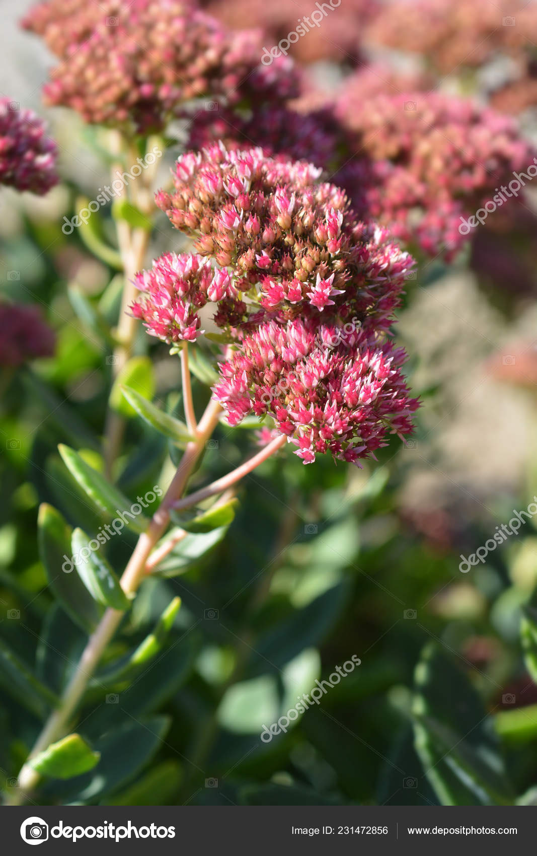 Dragons Blood Stonecrop Latin Name Sedum Spurium Schorbuser Blut Stock Photo Image By C Nahhan