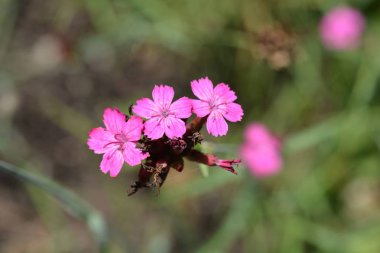 Hırvat pembe çiçeği - Latince adı - Dianthus giganteus subsp. croaticus