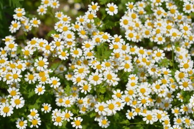Golden Feverfew - Latince adı - Tanasetum partenyum Aureum (Kasımpatı Partenyum Aureum))