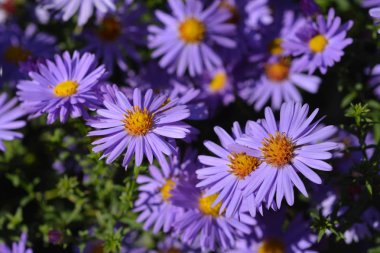 Aster Profesör Kippenberg - Latince adı Aster Dumosus Profesör Kippenberg