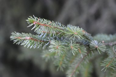 Omorica şubesinin kapanışı - Latince adı - Picea omorika