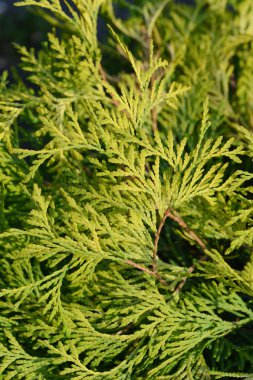 Arborvitae Golden Globe - Latince adı Thuja occidentalis Golden Globe