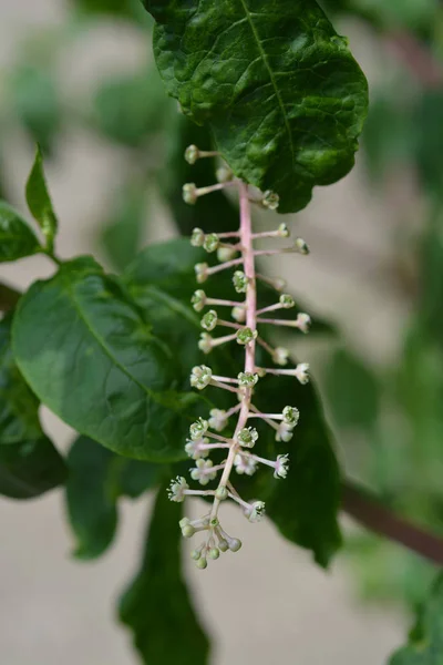 Pokeweed Estadounidense Nombre Latino Phytolacca Americana —  Fotos de Stock