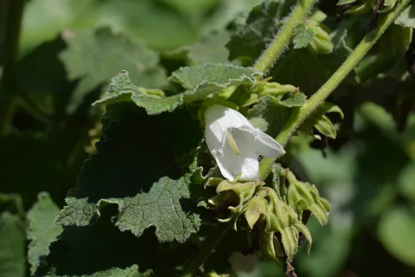 Wełniany Dzwoneczek Nazwa Łacińska Campanula Lanata — Zdjęcie stockowe