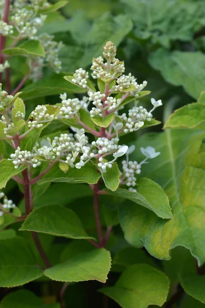 Flores Brancas Hortênsia Pânico Nome Latino Hortênsia Paniculata — Fotografia de Stock