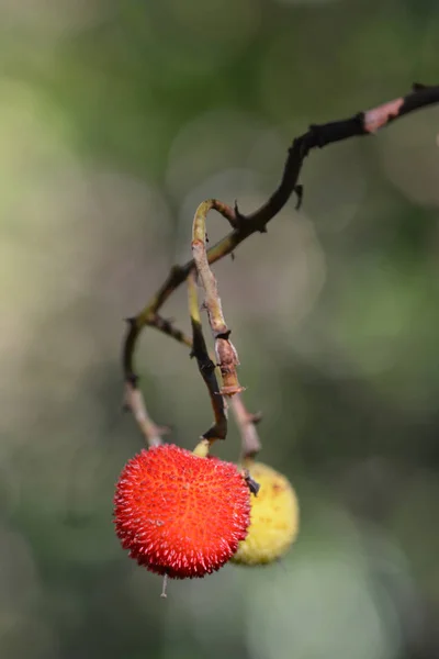 Φράουλα Λατινική Ονομασία Arbutus Unedo — Φωτογραφία Αρχείου
