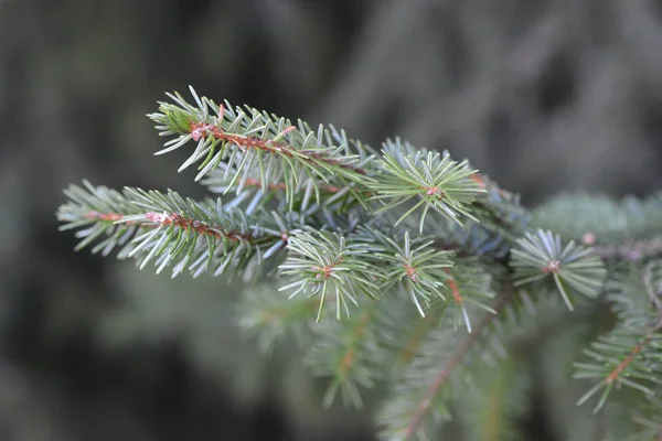 Detail Větve Omorica Latinský Název Picea Omorika — Stock fotografie