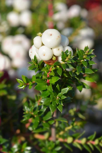 Stekelige Heide Witte Bessen Latijnse Naam Gaultheria Mucronata Pernettya Mucronata — Stockfoto