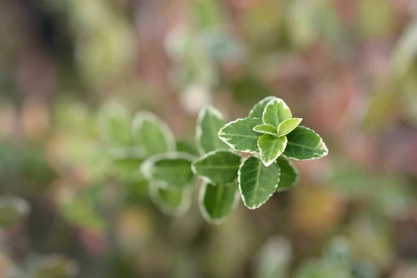 Wintercreeper Laves Łacińska Nazwa Euonymus Fortunei — Zdjęcie stockowe