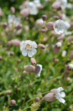 Deniz campion - Latince adı - Silene uniflora (Silene vulgaris subsp. maritima)