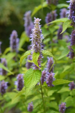 Anason çördük Golden Jubilee - Latince adı - Agastache foeniculum Golden Jubilee