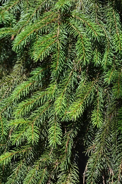 Norway Spruce Branches Latin Name Picea Abies — Stock Photo, Image