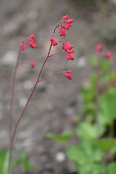 Sinos Firefly Coral Nome Latino Heuchera Brizoides Firefly — Fotografia de Stock