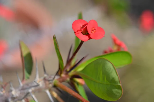 Christs Thorn Latin Name Euphorbia Milii Var Milii — Stock Photo, Image