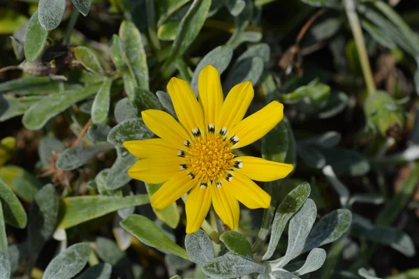 Fiore Del Tesoro Nome Latino Gazania Rigens — Foto Stock