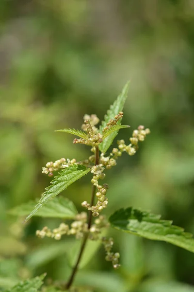 Wspólnego Łacińska Nazwa Pokrzywa Urtica Dioica — Zdjęcie stockowe