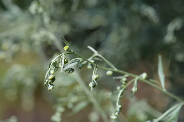 Armoise Commune Nom Latin Artemisia Absinthium — Photo