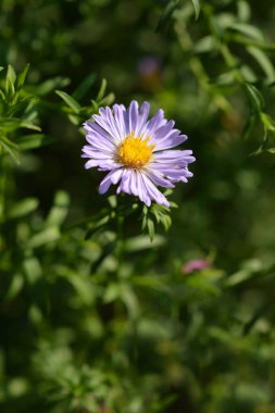 Alp makinası Dunkle Schoene - Latince adı Aster Alpinus Dunkle Schoene
