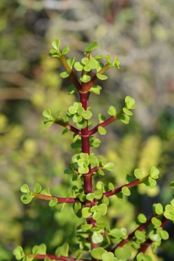 Fil bush - Latince adı - Portulacaria afra