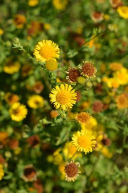 -Latince adı - Pulicaria vulgaris küçük fleabane sarı çiçekler