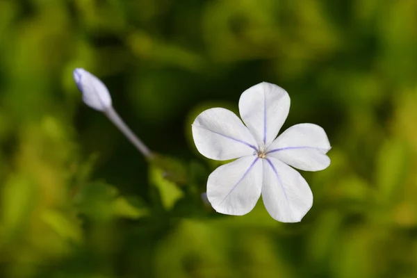 Blue Plumbago Latin Name Plumbago Auriculata — Stock Photo, Image